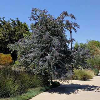 acacia baileyana purpurea